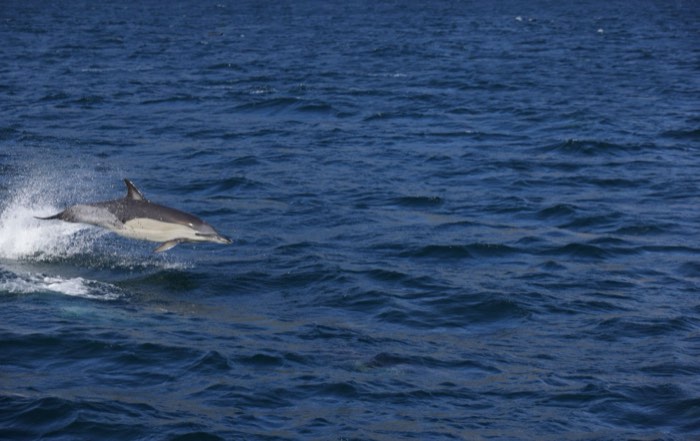 A common bottlenose dolphin leaping out of vibrant blue ocean waves on a sunny day.